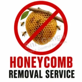 Honeycomb Removal Service in kutch at BUGMAN | Pest Control Services Adipur, Gandhidham - kutch, Abrama