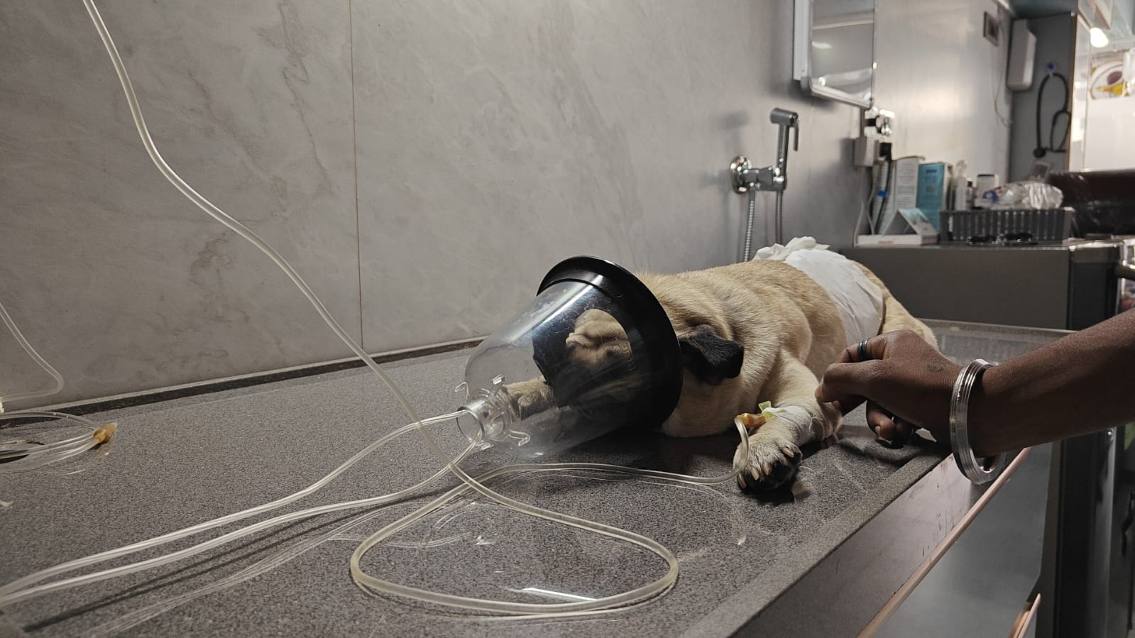 Dog treatment | Care "N" Cure Dog Clinic & Dog Hostel | 1AF Shivam Place, Scheme No. 54 Vijay Nagar, Scheme No 74, Indore, Madhya Pradesh 452010, India