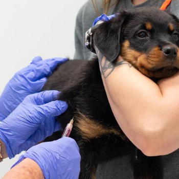 Vaccinations | Care Vibe Animal Health | 203 Prakash Tower Mangliya Near Post Office