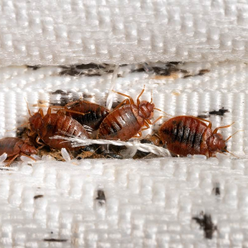 Bedbug Treatment | Citi Pest Control Services | Citi Pest Control Services   E - 26/27  Hans Sarovar Shivaneri Path Market Yard Pune