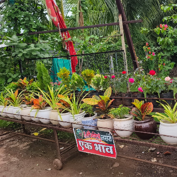 Consultation Services | Shree Ganesh Nursery | 23/1 Sawariya Parisar Near Maha Mrityunjaya Duar Indore Road Ujjain, Madhya Pradesh 456010, India