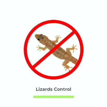 LIZARD CONTROL | RAJESHWARI PEST CONTROL SERVICES | Vijay Nagar Morwadi, Cidco Nasik - 422009