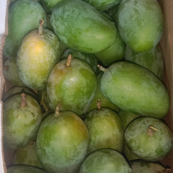 Shiv keri Bhandar | Kesar 🥭mango