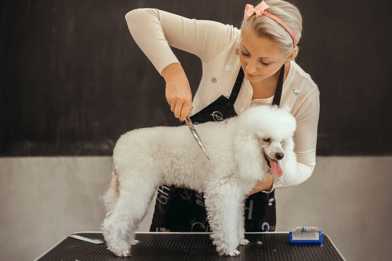  | Get Free Vaccination on Pet Grooming Service